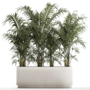 Beautiful Howea Palm Plants In A Flowerpot