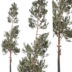 Pinus_ Tree 01