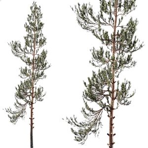 Pinus_ Tree 02
