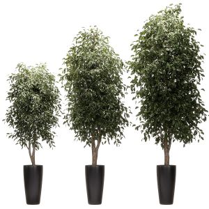 Ficus Benjamin Nitida V3. 3 Models