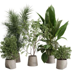 Ficus Tree And Plants In A Concrete Vase - Indoor