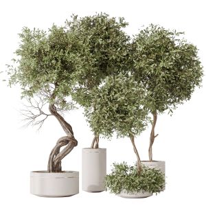 Indoor plants set 75 Ficus Retusa Microcarpa