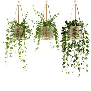 Hangingplants Ivy In Pot Set25