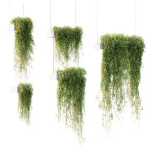 Hq Houseplants Hanged On Plants Set01
