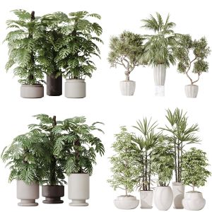 5 Different SETS of Plant Indoor. SET VOL170