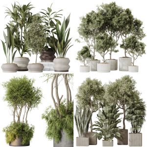 5 Different SETS of Plant Indoor. SET VOL179