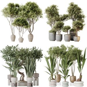 5 Different SETS of Plant Indoor. SET VOL180