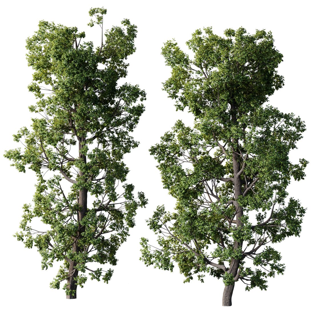 Broadleaf Tree Set 08 3D Model for VRay, Corona | CGMood