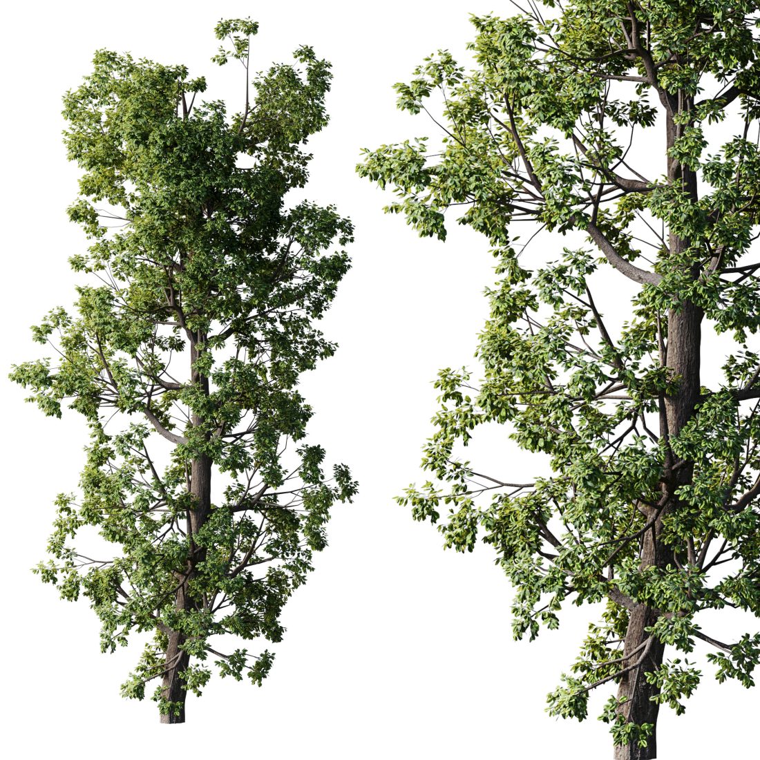 Broadleaf Tree Set 08 3D Model for VRay, Corona | CGMood