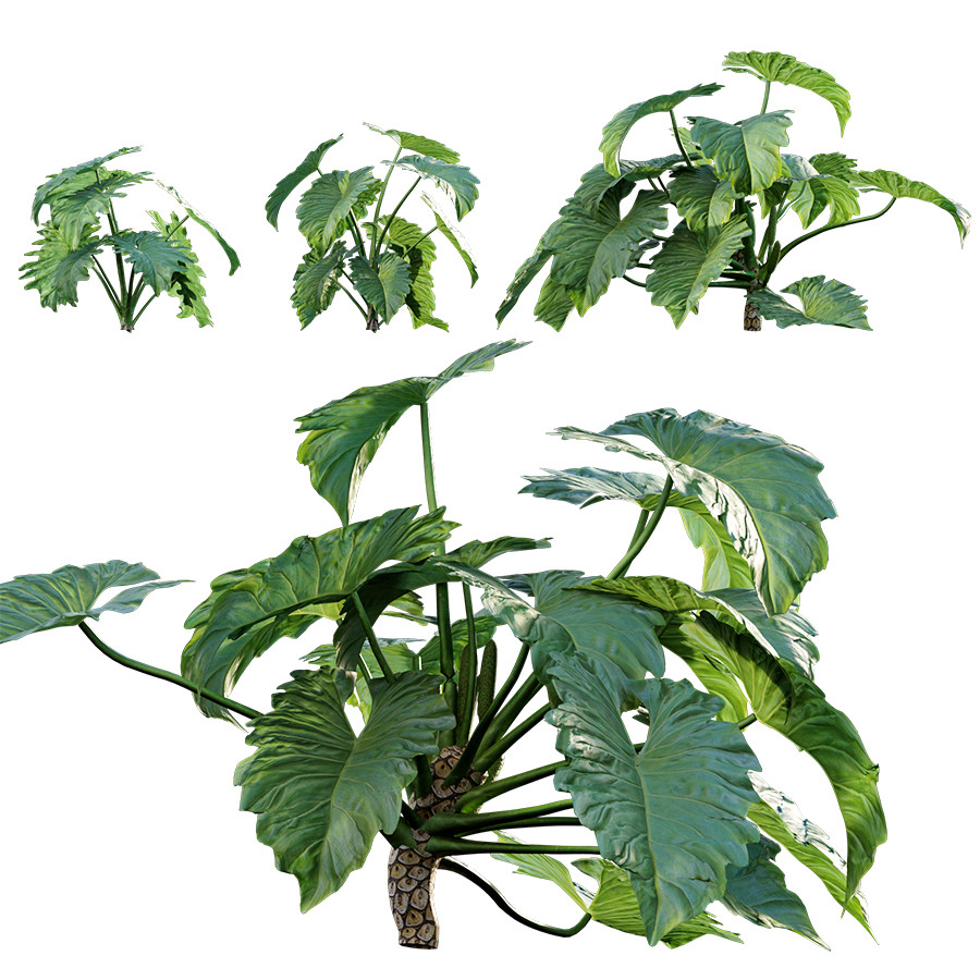 Philodendron Undulatum - 01