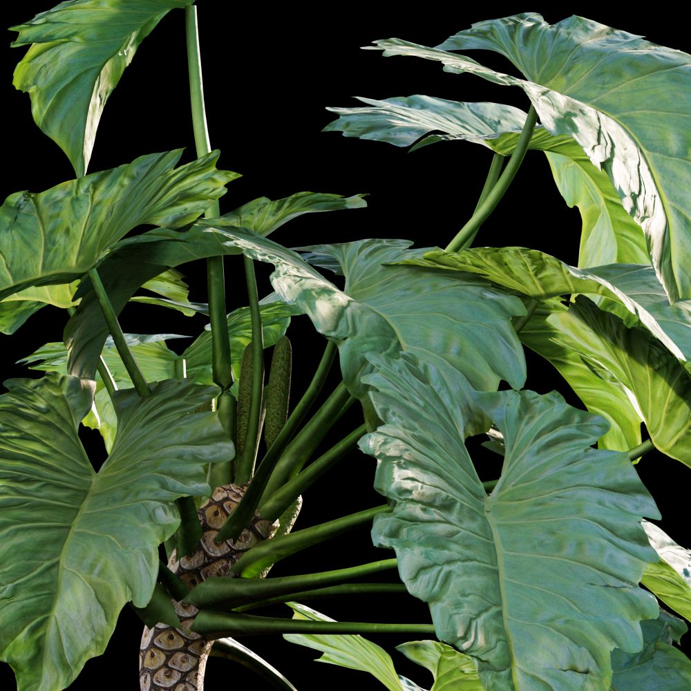 Philodendron Undulatum - 02
