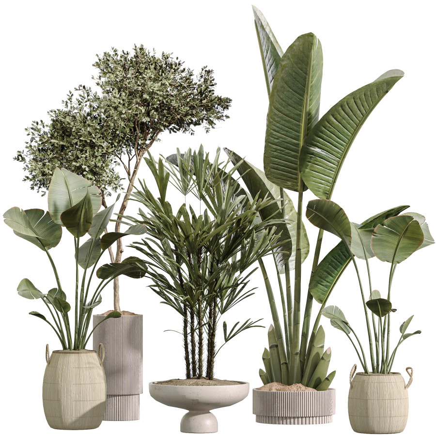 Av Indoor Plant Set 217 3D Model for VRay, Corona | CGMood