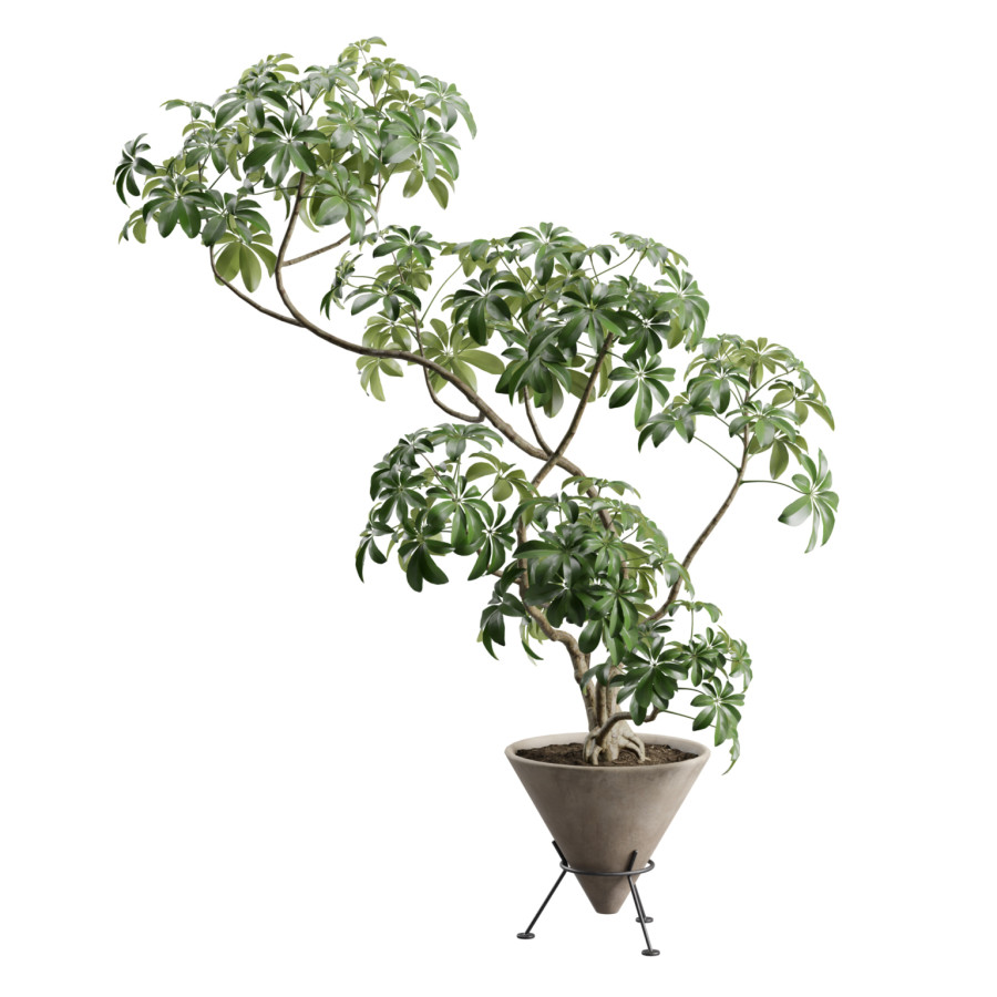 Schefflera Plant In Concrete Planter Stand by AllQuad