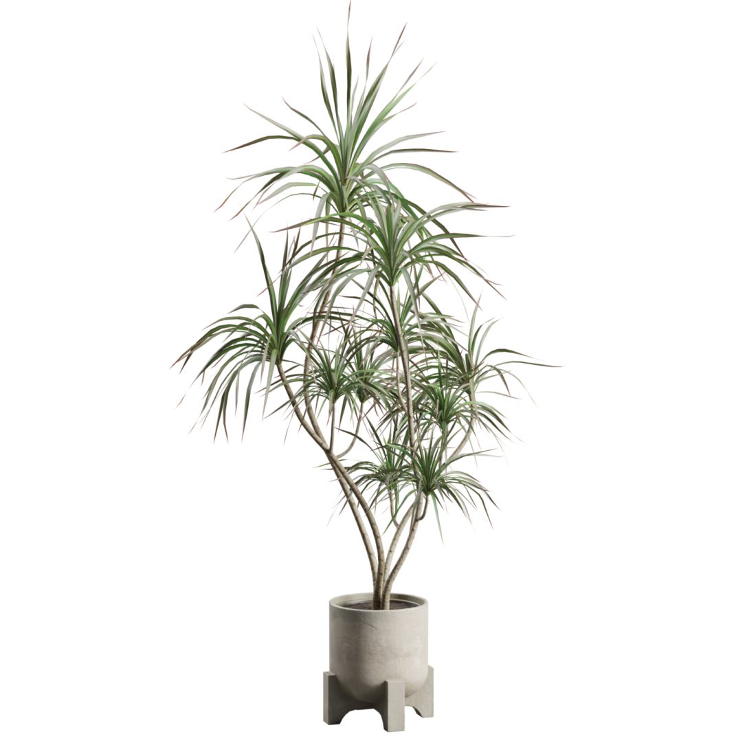 dracaena marginata big Dracaena Marginata Braided
