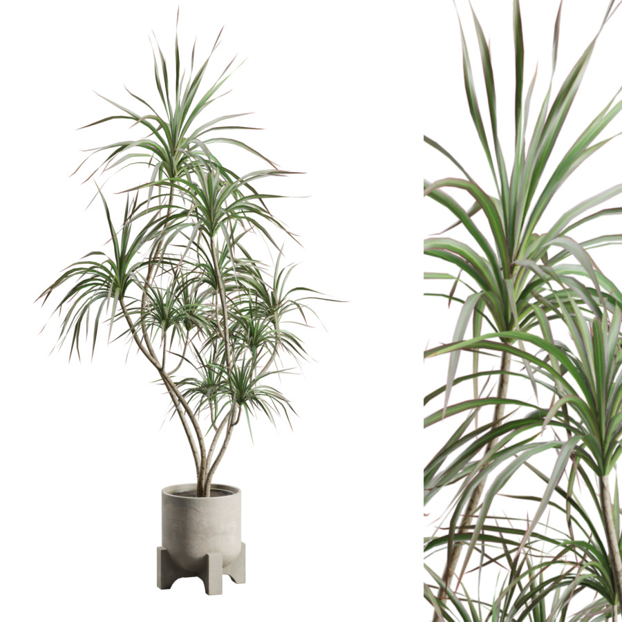 Dracaena Marginata Plant In Concrete Planter by AllQuad