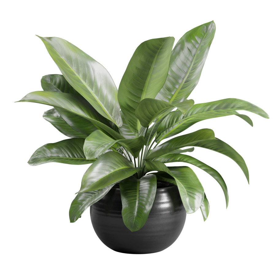 Amoena Reyna In Ceramic Planter by AllQuad