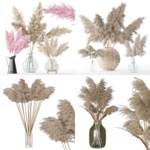 Dry Flower Collection / set