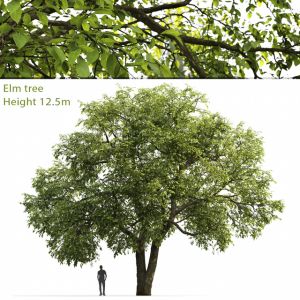 Elm-tree #1(12.5m)