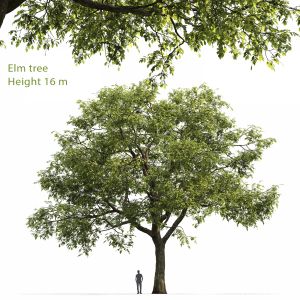 Elm-tree #2(16m)