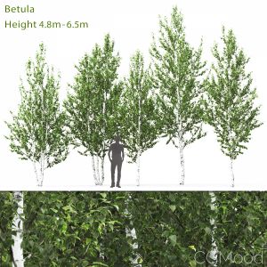 Betula #2(4.8-6.5m)