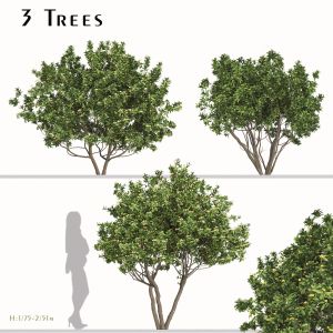 Set Of Eriobotrya Japonica Tree (loquat) (3 Trees)