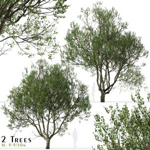 Set of London Plane Tree (Platanus acerifolia)