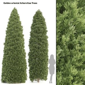 Golden Oriental Arborvitae Trees