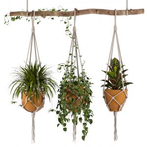 Indoor Plants Set 01-hanging Plants With Macrame