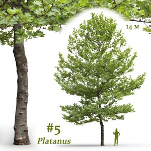 Plane-tree Sycamore Platanus #5