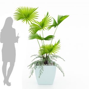 Palm Plant V04