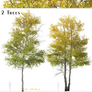 Set of Quaking aspen Tree (Populus tremuloides)