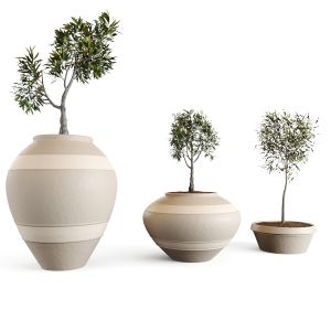 Olive European Vases
