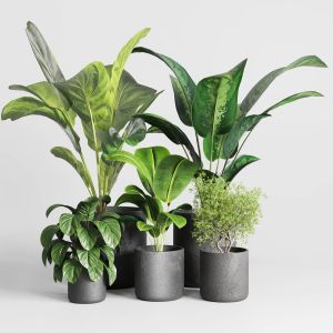 Collection Indoor Plant 236 Plant Ficus Rubbery Fi