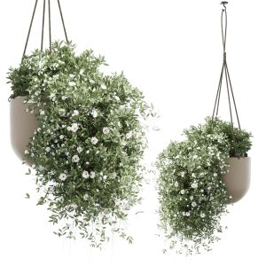 Plants Hanging With Flowers Pots Indoor Plant 235