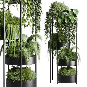 Circle Stand Plant - Collection Indoor Plant 233 M
