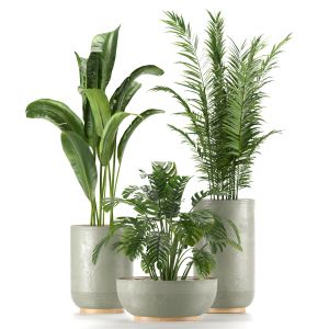 Collection Indoor Plants Set Nim04