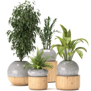 Collection Indoor Plants Nim05