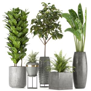 Collection Indoor Plants Set Nim06