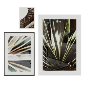 Pictures Yucca