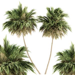 Tree Green Palm - Two Size - Set 46
