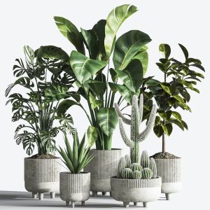 Indoor Plant Set 32