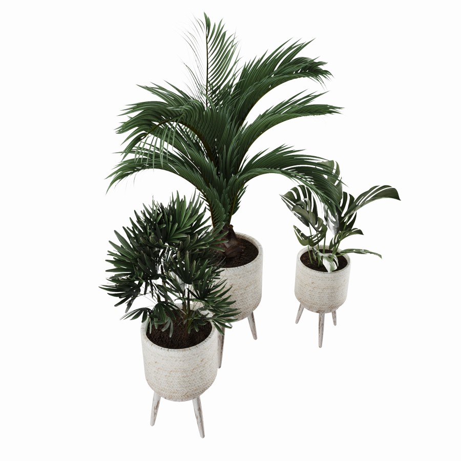 Plant Collection 1 by Elements Creative Studio