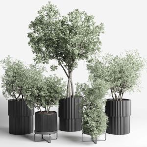 Collection Indoor Outdoor Plant 244 Plant Tree Vas