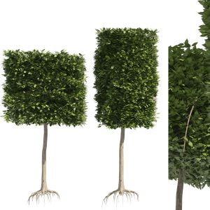 2 Square And Cylinder Topiary Tree