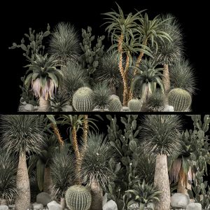 Plants Desert Flowerbed With Cactus