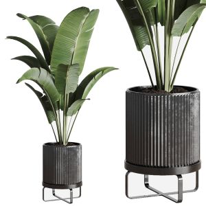Ravenala Plant In Concrete Dirt Vase  Indoor Plant