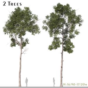 Set Of Parashorea Chinensis Tree ( Shorea )
