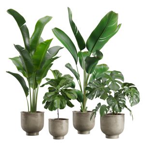 Indoor Plants Pack 23