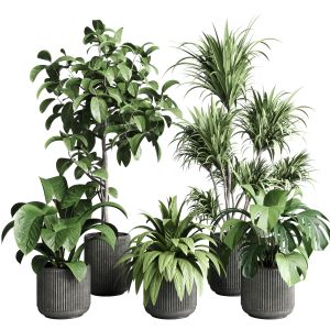 Collection Indoor Plant 251 Pot Plam Ficus Rubbery