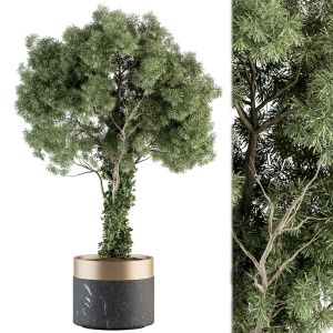 Indoor Plant 335 - Tree In Pot
